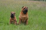 SHAR-PEI 949